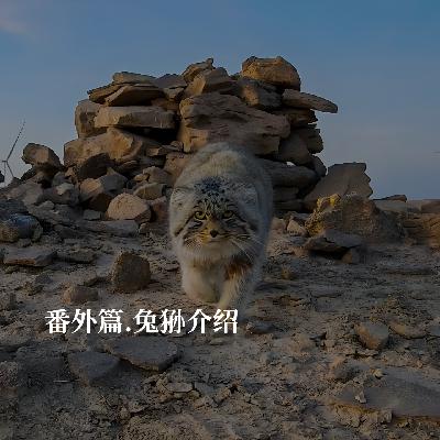 兔狲日特辑：当兔狲成为网红，你真的了解它吗？