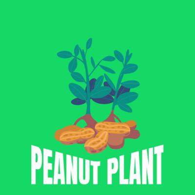 The Peanut Plant | Green Tales The Peanut Plant | Green Tales