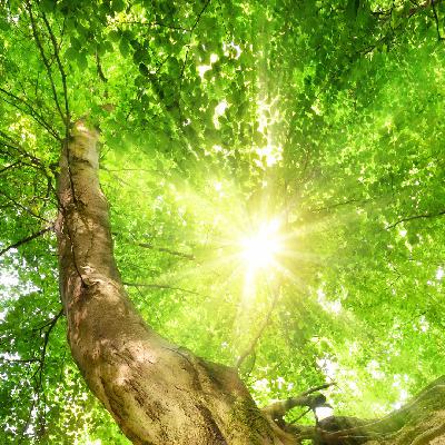 چرا بعضی ها در گیاهخواری زودتر و بهتر درمان میشوند؟ چرا بعضی ها در گیاهخواری زودتر و بهتر درمان میشوند؟