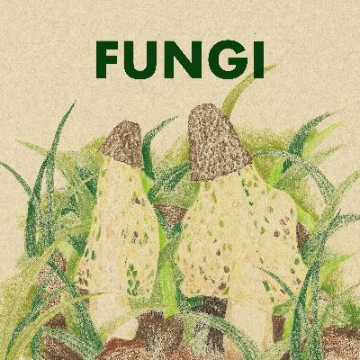 #12 More Than Mushrooms | The Secret World of Fungi #12 More Than Mushrooms | The Secret World of Fungi