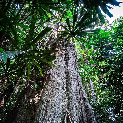 Deep in Borneo's magical rainforest Deep in Borneo's magical rainforest