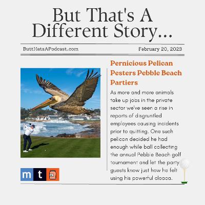 Headlines! Pernicious Pelican Pesters Pebble Beach Partiers Headlines! Pernicious Pelican Pesters Pebble Beach Partiers
