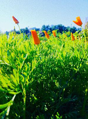 Phytochemistry 2-hour intro