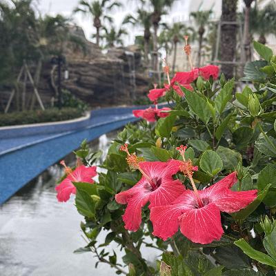 #7 ローカルな愉しみ。沖縄ご当地ハーブとエッセンシャルオイル
