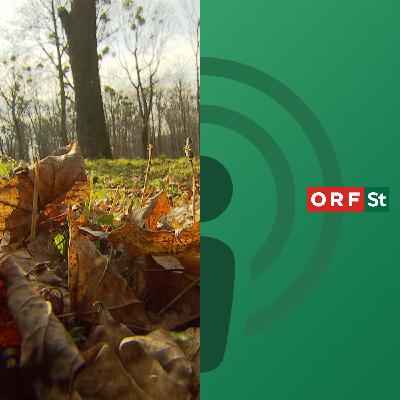 Die Laubfresserchen Die Laubfresserchen