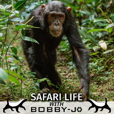 Ep20: Surrounded by Screaming Chimps!! Ep20: Surrounded by Screaming Chimps!!