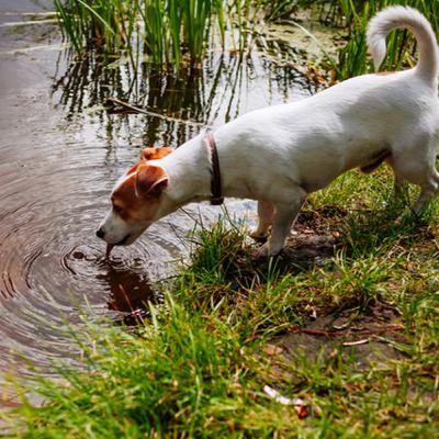 O que é Leptospirose?