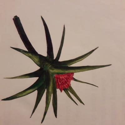 Cronica:Mujeres restauradoras de vida.