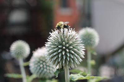 Episode 14: Comfrey tea is not for me