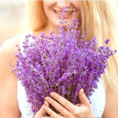 Lavanda: A Essência Cosmética do Relaxamento