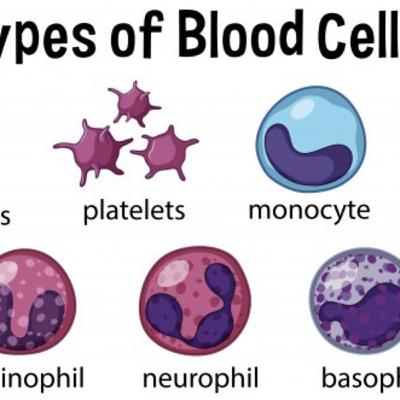 What Are Platelets In The Blood