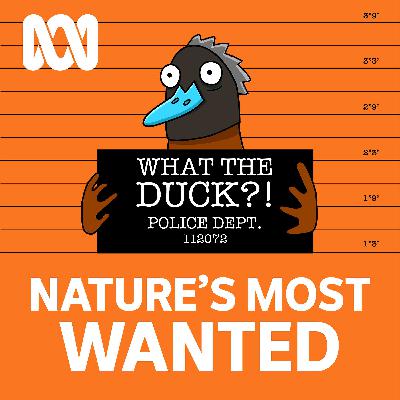 Nature's Most Wanted: Fowl play with real-life angry birds Nature's Most Wanted: Fowl play with real-life angry birds