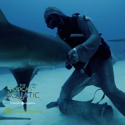 Meet Cristina Zenato, "The Shark Listener"