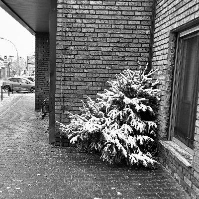 2864 / Oh, Tannenbaum! 2864 / Oh, Tannenbaum!