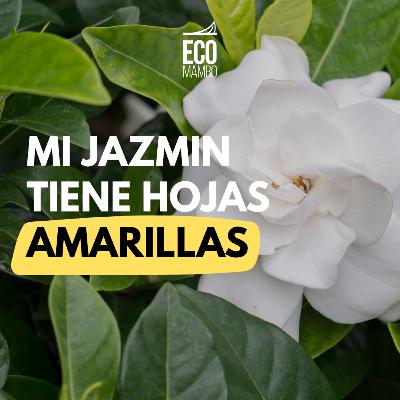 Las hojas de mi jazmín están amarillas