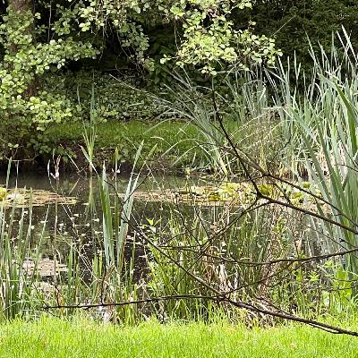Frogs in a pond (Drielsche Zeeg, May 17th 2024)