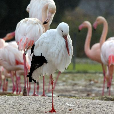 Vogelgrippe im Zoo verhindern: So schützt sich die Wilhelma Vogelgrippe im Zoo verhindern: So schützt sich die Wilhelma