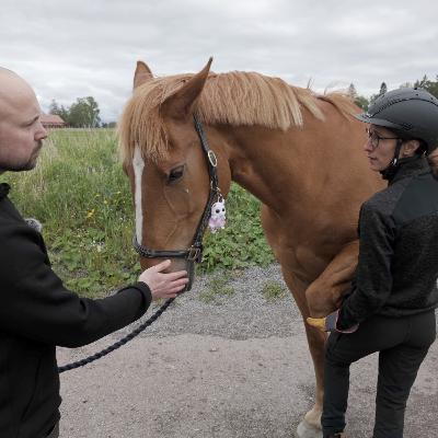 Veterinärens vardag: En inblick i hästbesiktning