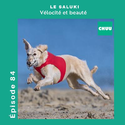 # 84 - LE SALUKI - Vélocité et beauté