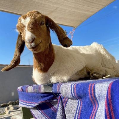 Ep 48: Myths About Agriculture