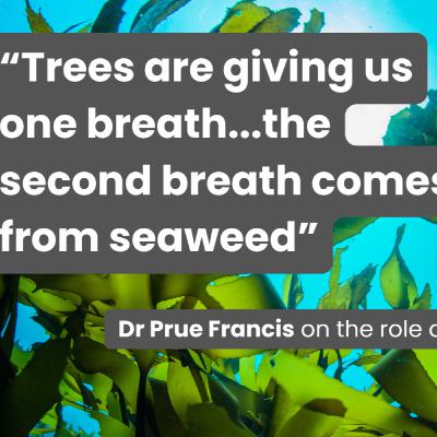Seaweed: Slimy and gross or a breath of fresh air? | Ascend Your Story
