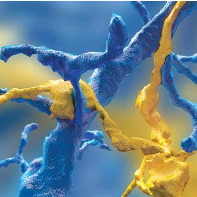 From Skull Guesswork to Synaptic Gaps: The Epic History of Neuron (Section 1) From Skull Guesswork to Synaptic Gaps: The Epic History of Neuron (Section 1)