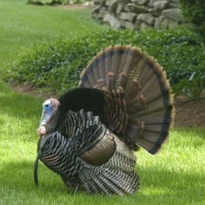 77 WABC Hosts Wish YOU a Happy Thanksgiving