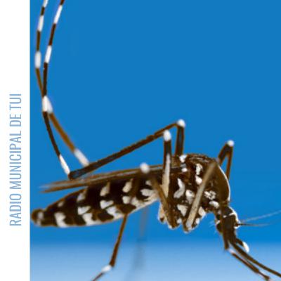 Ent. Inés Mato, subdirectora xeral de Saúde Ambiental da Consellería de Sanidade - Presenza do Mosquito Tigre en Tui
