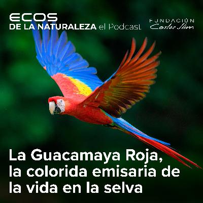 La Guacamaya Roja, una colorida emisaria de la vida en la selva”  Episode #11