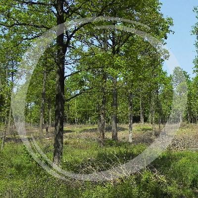 LRT22 Die Geschichte der Mittelwälder Mitteleuropas LRT22 Die Geschichte der Mittelwälder Mitteleuropas