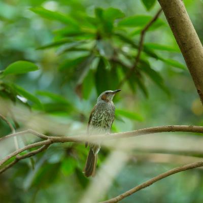 Nature Sounds: Birds in Forest Nature Sounds: Birds in Forest
