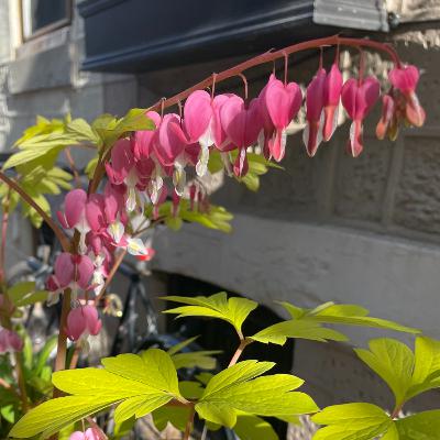 Loving Kindness Meditation