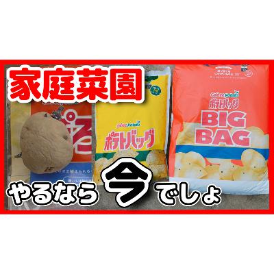 家庭菜園をやるなら今でしょ！カルビー・ポテトバッグ栽培のコツ