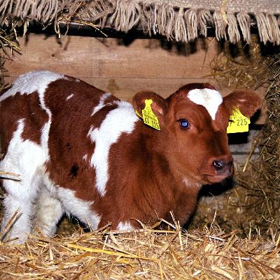 Die Tierdocs: Kalb verirrt sich ständig Die Tierdocs: Kalb verirrt sich ständig