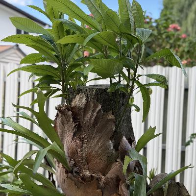 JUNTAR NOMBRE CON CARA (E2008).