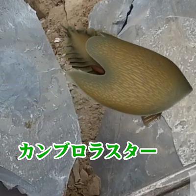 57. 5歳男子との「オンライン自然教室」で嬉しい報告