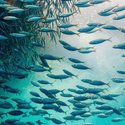 Episode 2 - Steve Box on Ocean Resilience & Biodiversity Coping with Adversity Episode 2 - Steve Box on Ocean Resilience & Biodiversity Coping with Adversity