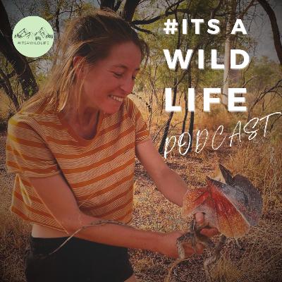 Conserving sloths in Costa Rica with Cecilia Pamich