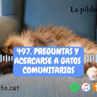 497. Preguntas y acercarse a gatos comunitarios
