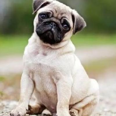 PI 8X31 UN PERRO - 2 - Episodio exclusivo para mecenas