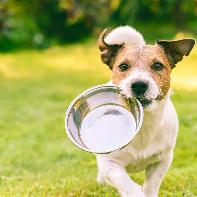 S02Ep1.2 – Nutriția canină cu OSS Vet