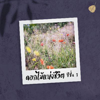 การเห็นสาระของชีวิต