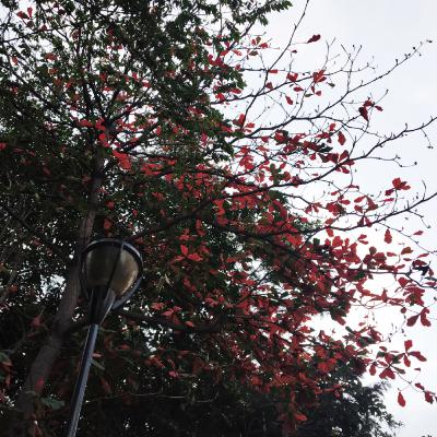 #17 - Indian Almond Tree / Terminalia catappa