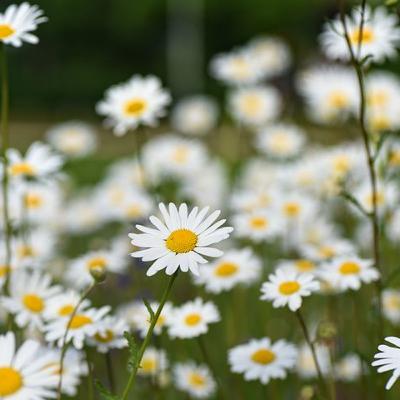 【＼自己紹介／】