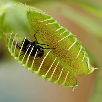 Wie fangen fleischfressende Pflanzen Fliegen – ohne Nerven und Muskeln? Wie fangen fleischfressende Pflanzen Fliegen – ohne Nerven und Muskeln?
