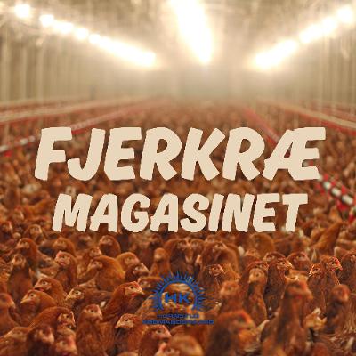 Fjerkræmagasinet 2026 - Januar: Velkommen til kyllingens verden!