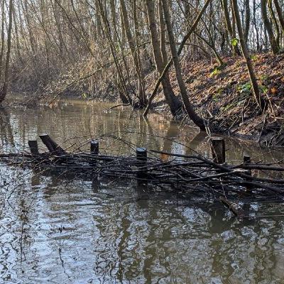 "Vissenbossen zijn de mangroven van Nederland”