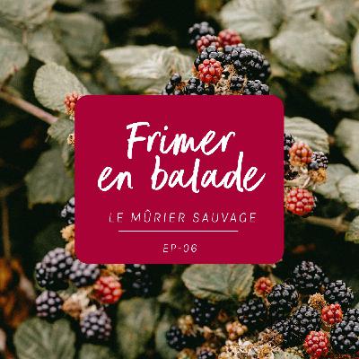 #6 - L’histoire du mûrier sauvage ! #6 - L’histoire du mûrier sauvage !