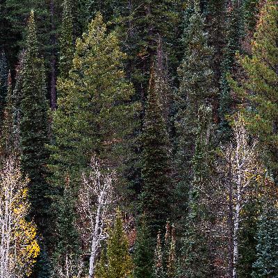 REMEMBERING THE NORTH RIM WITH DR. TOM MYERS