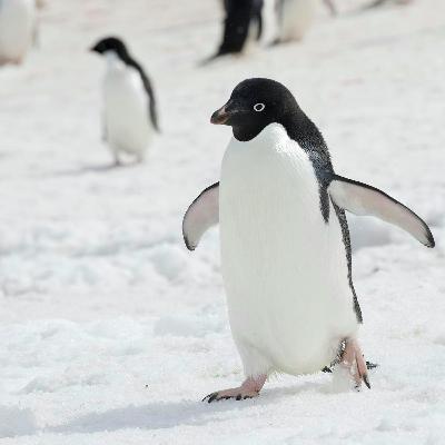 A harsh life among ‘super over-caffeinated’ penguins (reprise)